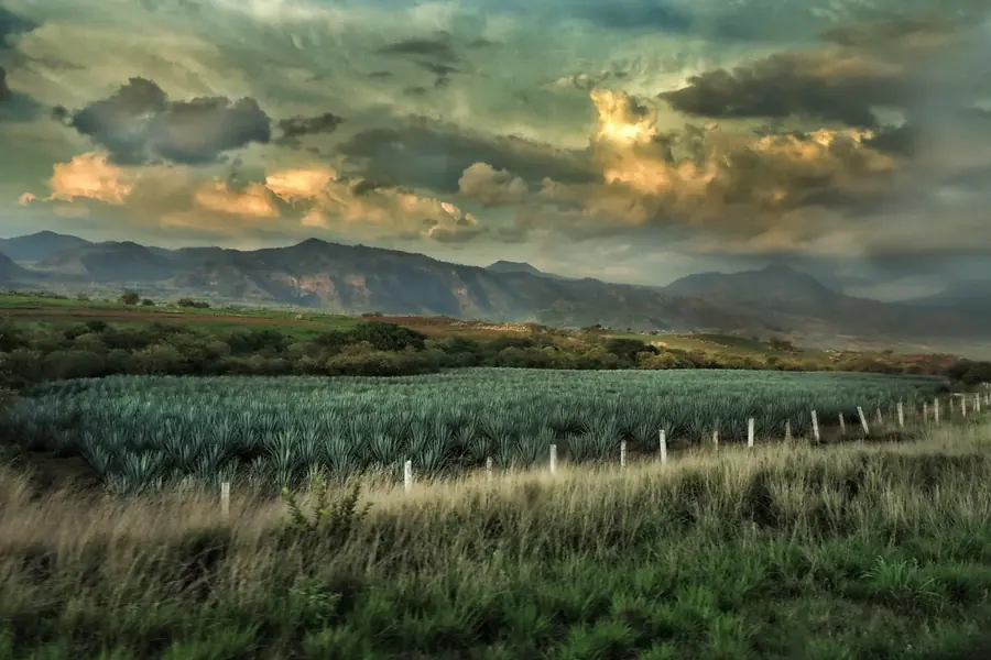Campos de agave